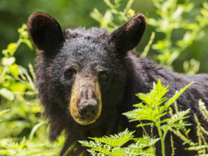 Ours noir, faune, nature, Alberta, Colombie britannique